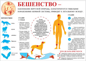 Профилактика бешенства Профилактика бешенства.
