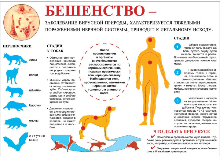 Профилактика бешенства Профилактика бешенства.